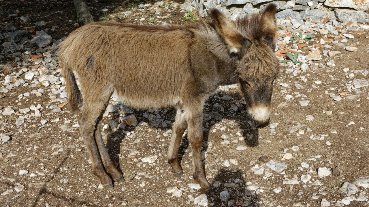 20221103 102253•Radovici•Coastalregion•Montenegro